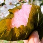 近藤製菓の桜餅